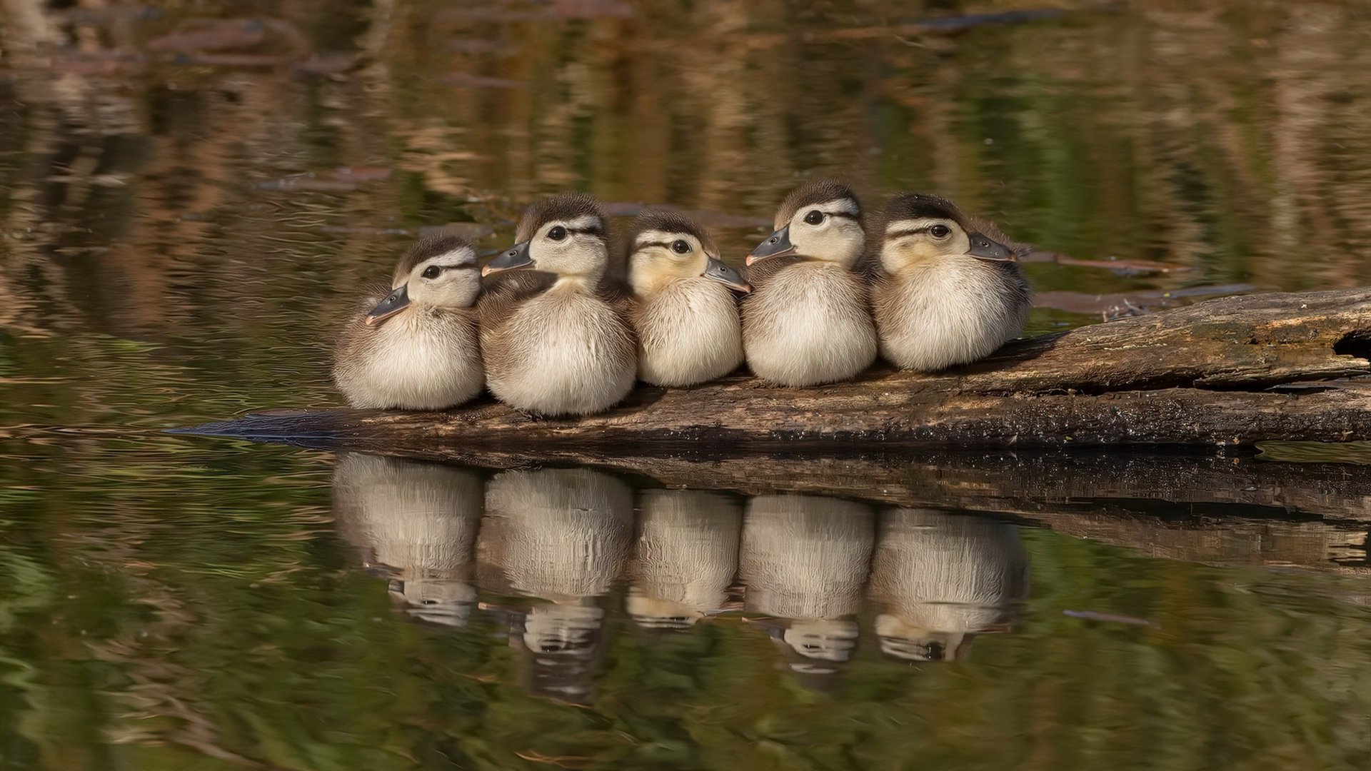 开云娱乐官网-“法甲冠军悬念愈发浓厚，豪门鏖战不断”，法甲 经典比赛
