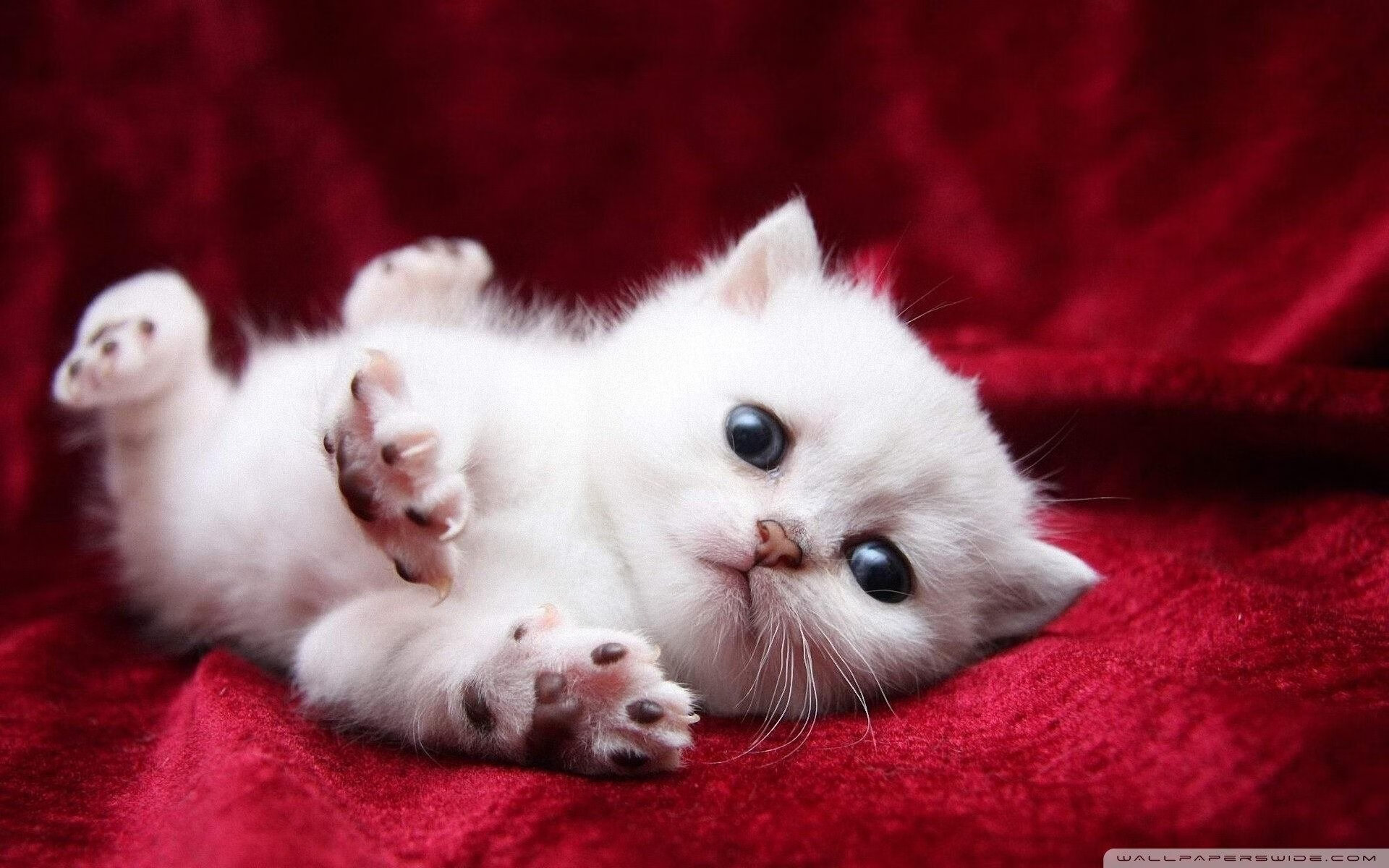 大型户外绳索探险，攀爬尖峰突破极限，户外 绳索