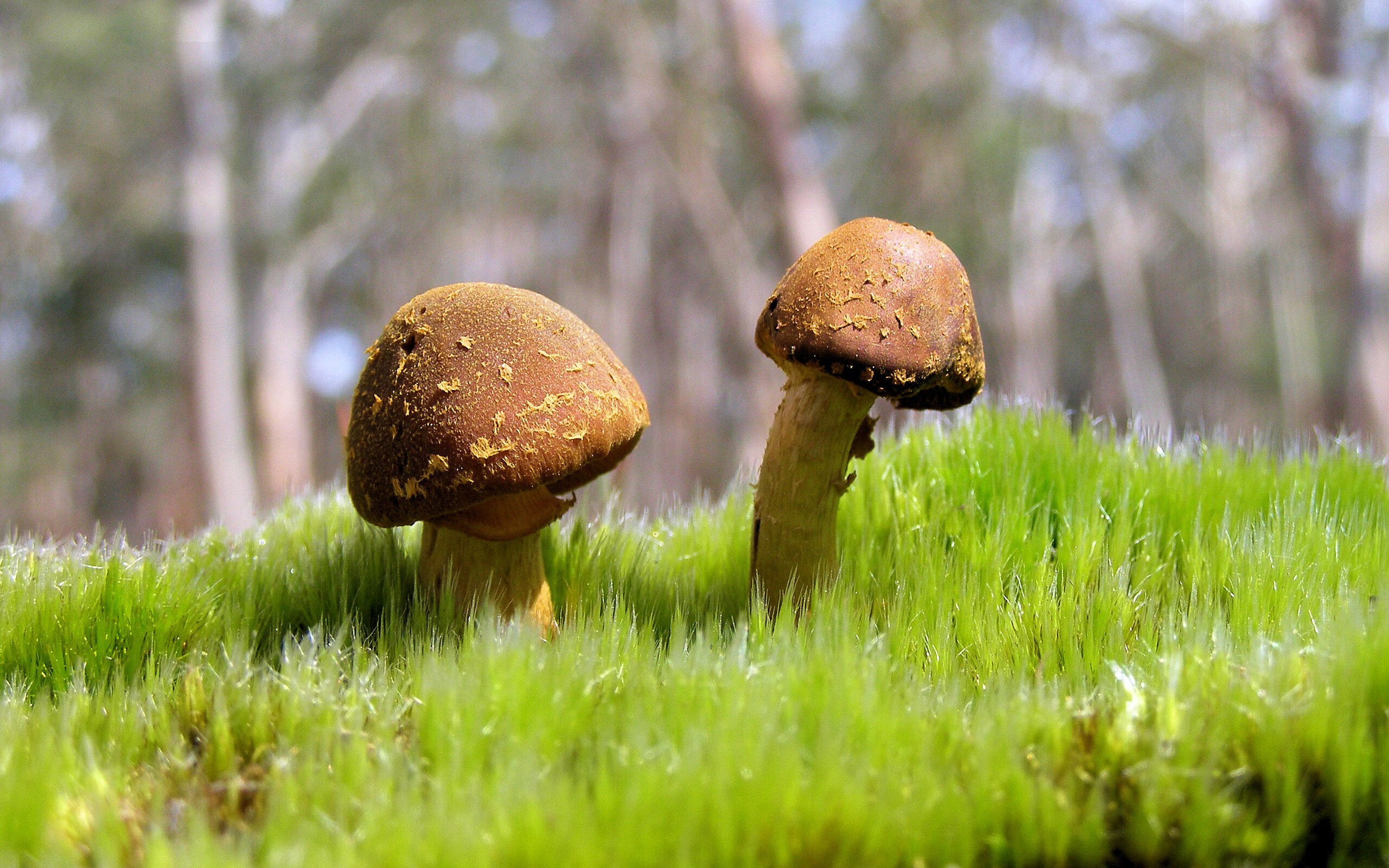 开云首页登录-斯卡洛尼执教理念带动球队整体提升，斯卡洛尼谈世界杯